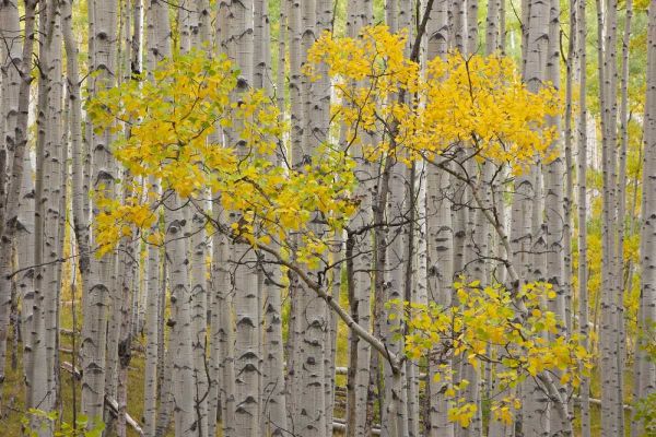 CO, White River NF A stand of aspens in autumn